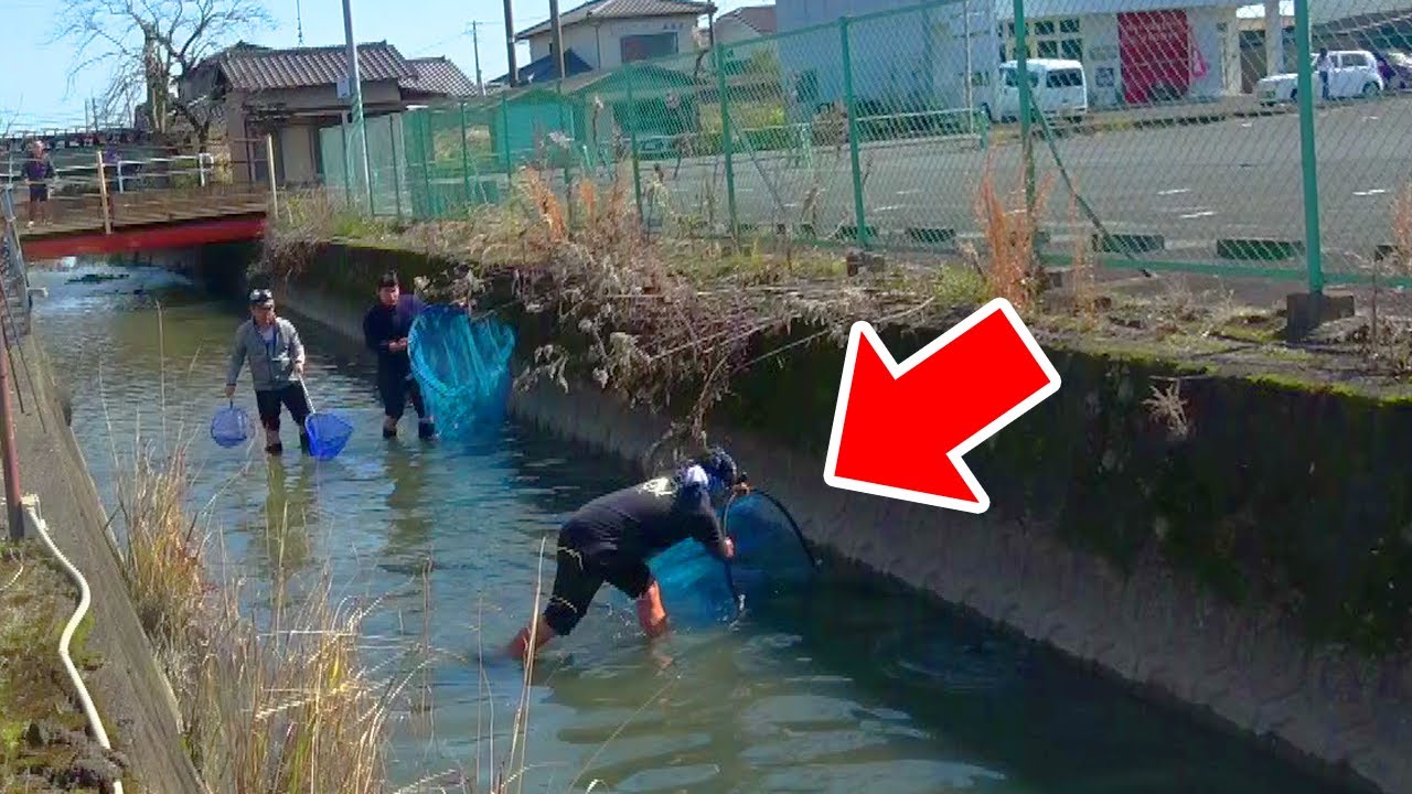 住宅街のドブ川で捕獲した巨大生物とは Youtube 住宅街のドブ川で捕獲した巨大生物とは Youtube