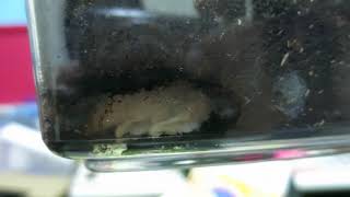 雞母蟲日記 MVI 1145
