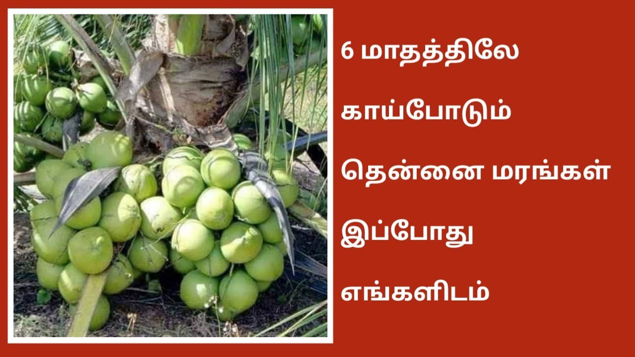 6 மாதத்திலே காய்போடும் மலேசியன் தென்னை மரங்கள் எங்களிடம் இப்போது | Malaysian Green big Coconut Plant