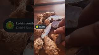 Black Turmeric Farming – High Value Crop Kali Haldi#farming#agriculture#viral#short