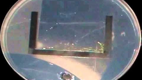 Brainless Slime Mold Remembers, It Excretes Memories