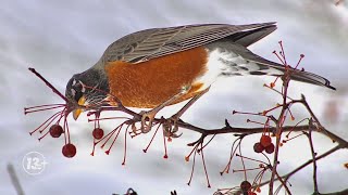 Learn about the American Robin | Michigan Bird Nerd