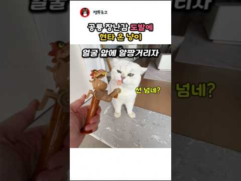공룡 장난감 도발에 현타 온 냥이 thumbnail