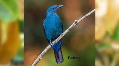 Suara Burung Eksotis Cucak Biru | Cucak Gadung | Kecembang Gadung (Irena puella) Audio Masteran  - Durasi: 5:18. 