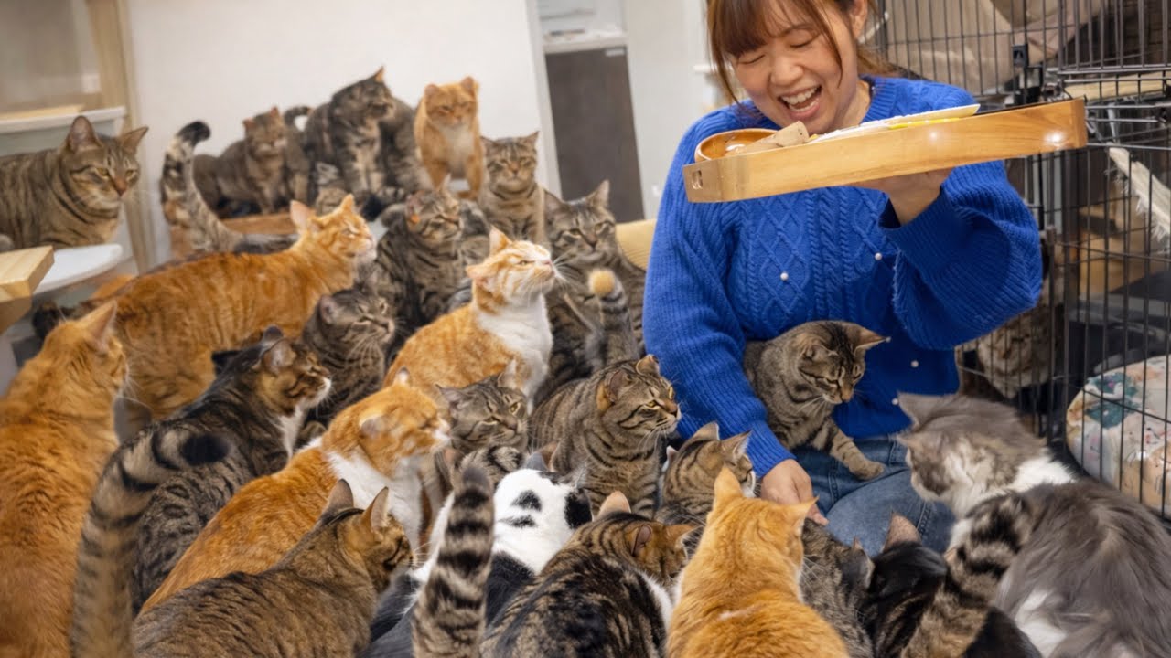こんだけ猫いるとご飯あげるのも一苦労です…。