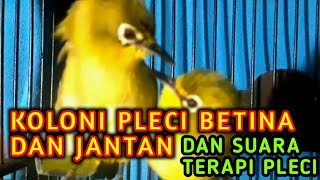 koloni pleci betina dan pleci  jantan dan suara terapi pleci efektif mempercepat pleci buka paruh