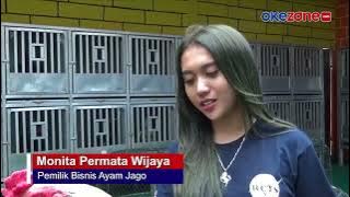 Ayam Jago Peliharaan Wanita Cantik ini Dijual hingga Ratusan Juta Rupiah