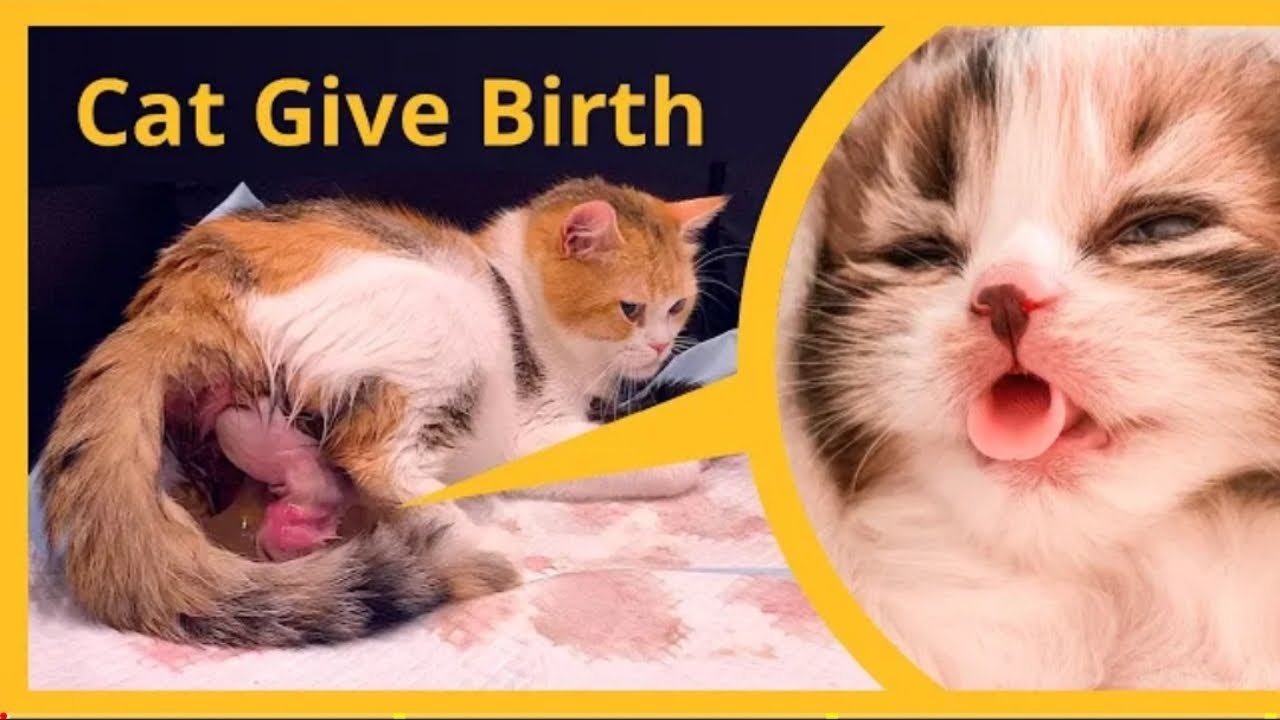 Cat Giving Birth To 5 Kittens With 5 Different Colors Kittens Born