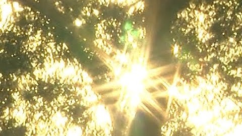 How a plant tells the difference between sunset and shadows | Sci NC