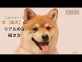 【プロクリエイト/iPad Pro】犬（柴犬）のリアルめな描き方【デジタルイラスト】