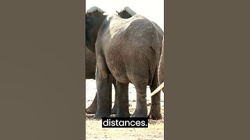 Elephant 🐘 Whispers: Secrets of Infrasound Communication #elephant