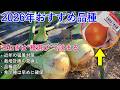 【希少種あり】2026年・早生玉ねぎのおすすめ種はこれ！流通量が少ないので準備はお早めに