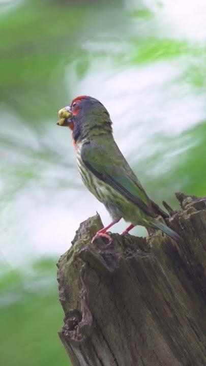 A Coppersmith Barbet Bird Call Song With Its Mouth Full | Burung Takur Ungkut Ungkut Memanggil