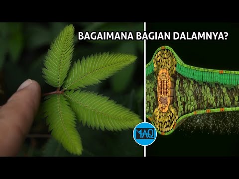 Video: Apakah tumbuhan runjung menumpahkan daun?