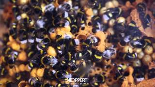 Bumblebee hive - Take a look inside