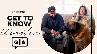 Family Q&A: Get to Know Sir Winston the Mastiff | Giant Dog Series