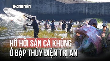 Hàng nghìn người chen nhau "săn" cá khủng dưới chân đập thủy điện Trị An