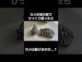 カメが目の前でひっくり返ったらカメは助けるのか？説 #pet #爬虫類 #リクガメ #ペット #爬虫類女子