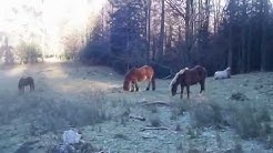 Pyrénées randonnées Comminges,rencontre avec des chevaux en liberté.