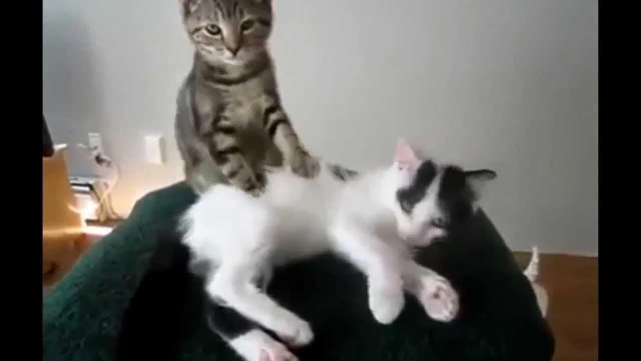 Бесплатные смешные видео про кошек