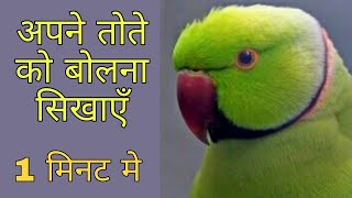 How To Train Your Parrot To Talk  World Of Birds