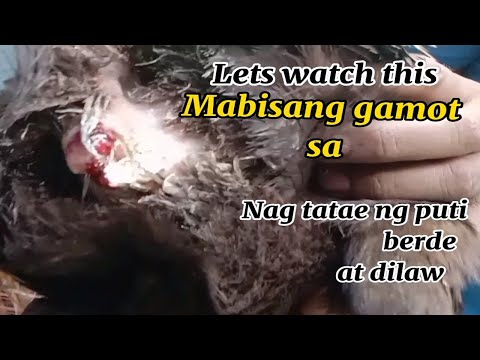 Video: Paano Gamutin Ang Pagtatae Sa Manok