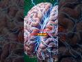 Discover the incredible power of the human brain. #3danatomy #science #humanbody #humanbrains