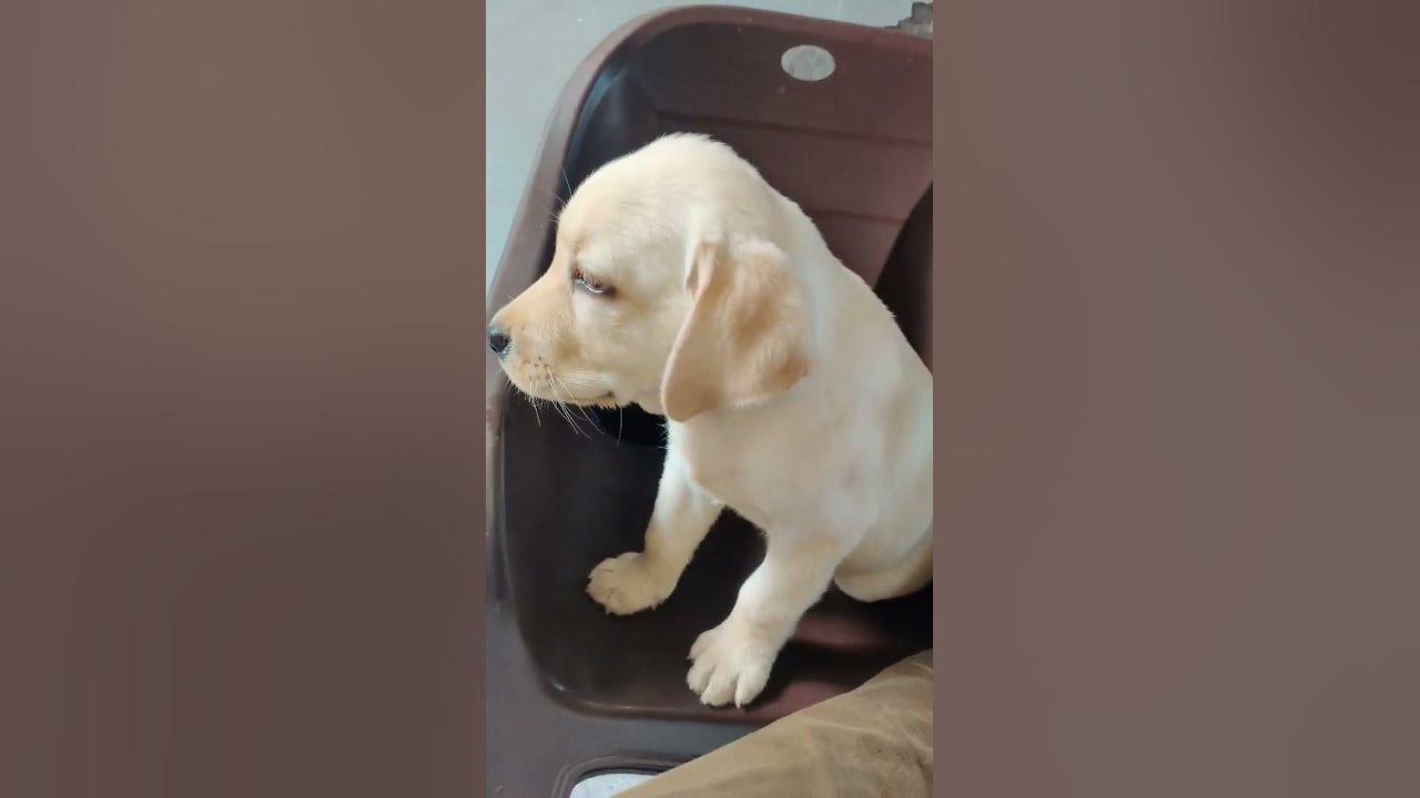 Yaar Koi Acha Sa Naam Btao Iske Liye labrador labradorretriever yaar-koi-acha-sa-naam-btao-iske-liye-labrador-labradorretriever