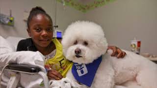 Details Akron Children's looks to reverse the decline in Doggie Brigade membership during the pandemic News