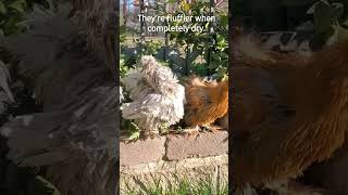 Gave My Silkies A Bath. #silkies #satinchickens #showgirlchickens Net Worth