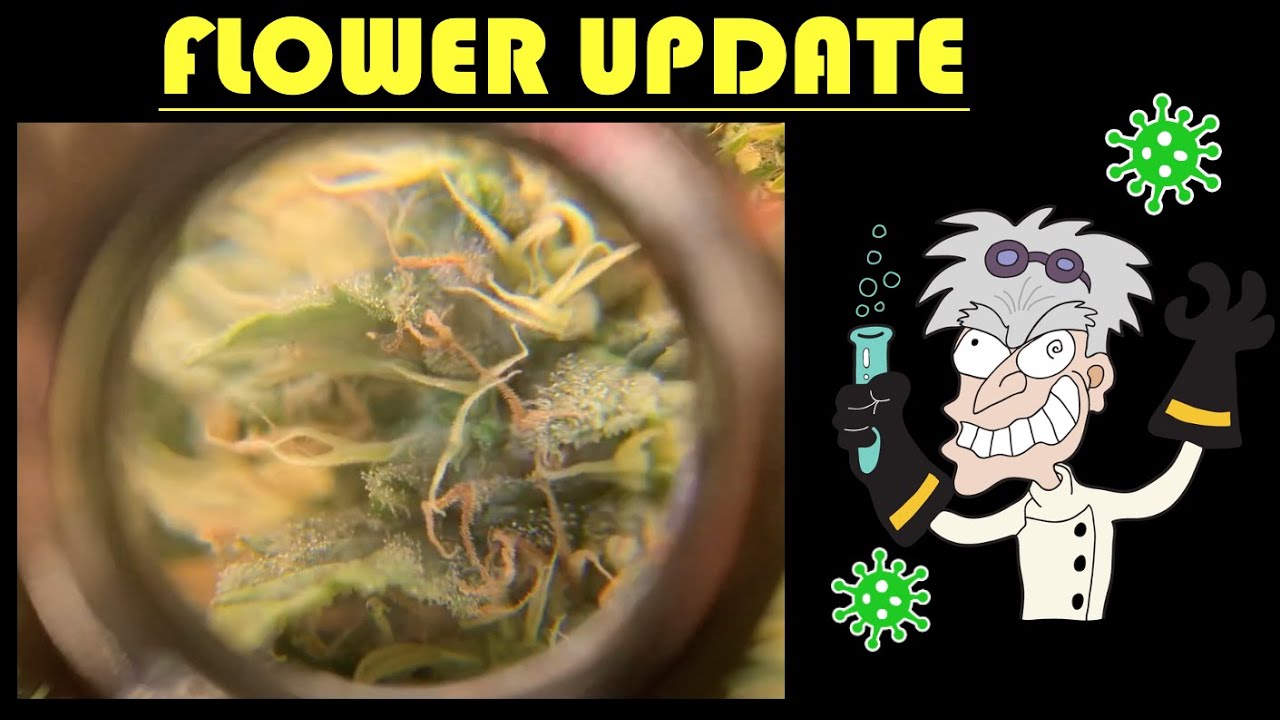 Week 17 purple kush crop king seeds UNDER  3 SPIDER FARMER SF-1000