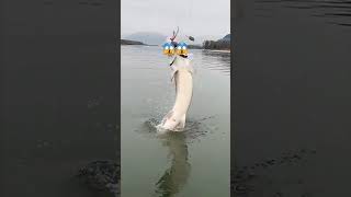 سمكة قرش خطرة😱