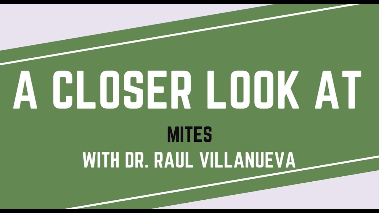 Budding Solutions A Closer Look at Hemp Russet Mites, Episode 7