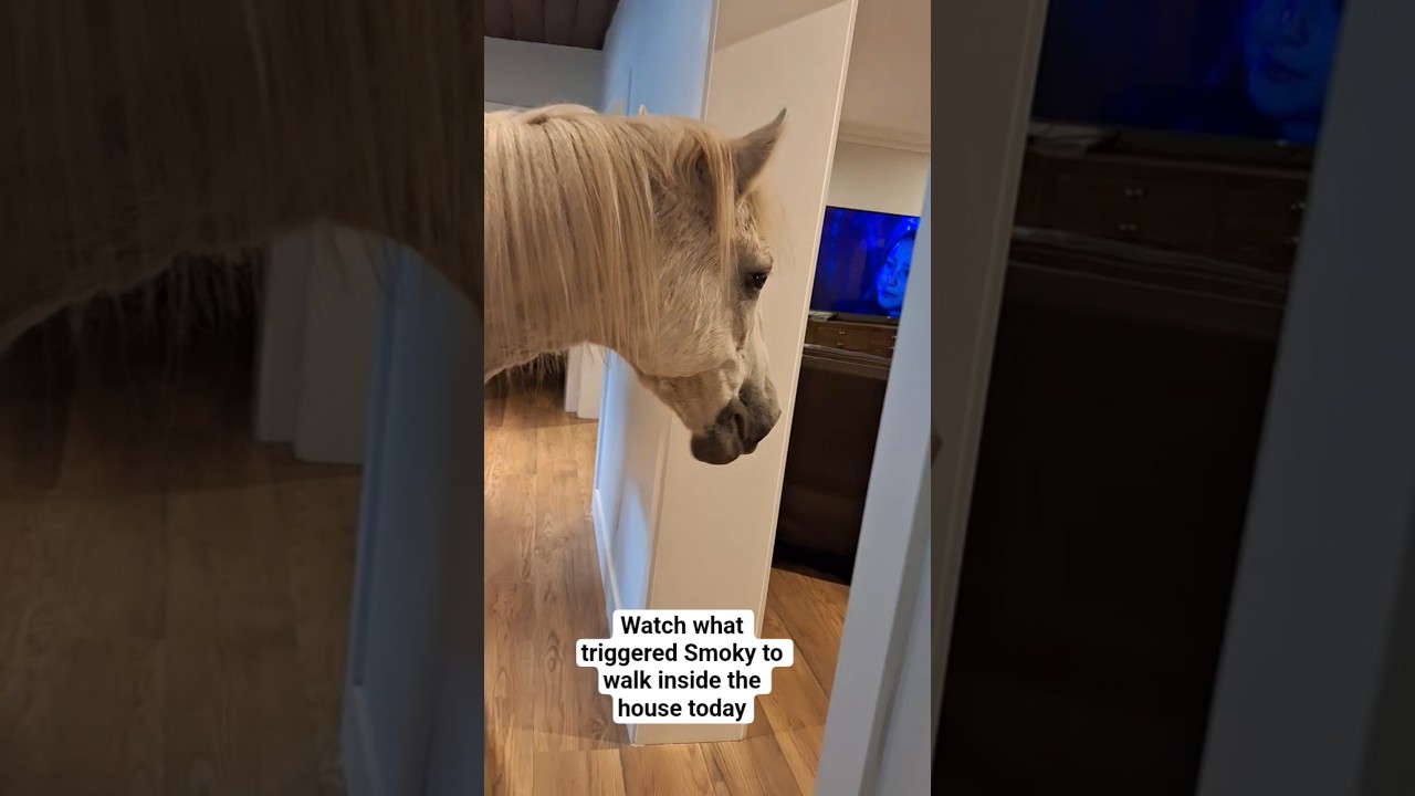 Guess what made this curious horse walk in the house today 