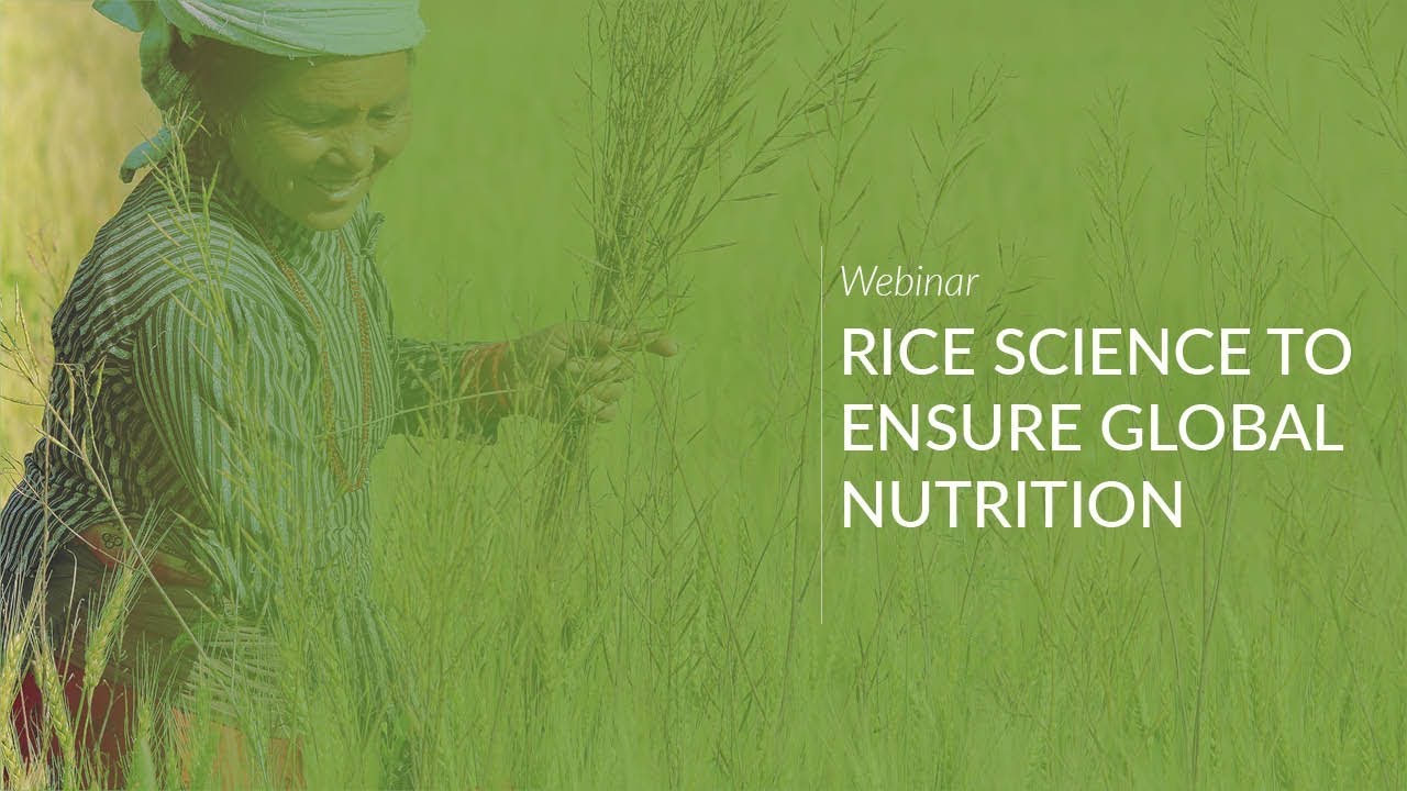 Webinar: Rice Science to Ensure Global Nutrition