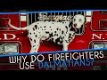 Why did firefighters use Dalmatians?