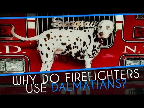 Why did firefighters use Dalmatians?