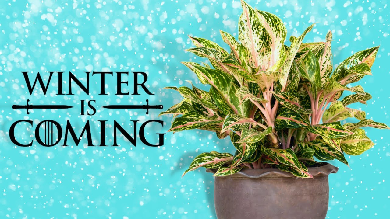 9 Must-Know Tips for Houseplant Care in the Winter