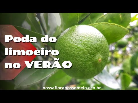 Vídeo: Lemon Tree Understory Plants - O que vai crescer debaixo de um limoeiro