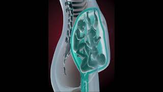 PRECIOUS MOMENTS OF TRIPLETS INSIDE THE WOMB (3D ANIMATION)