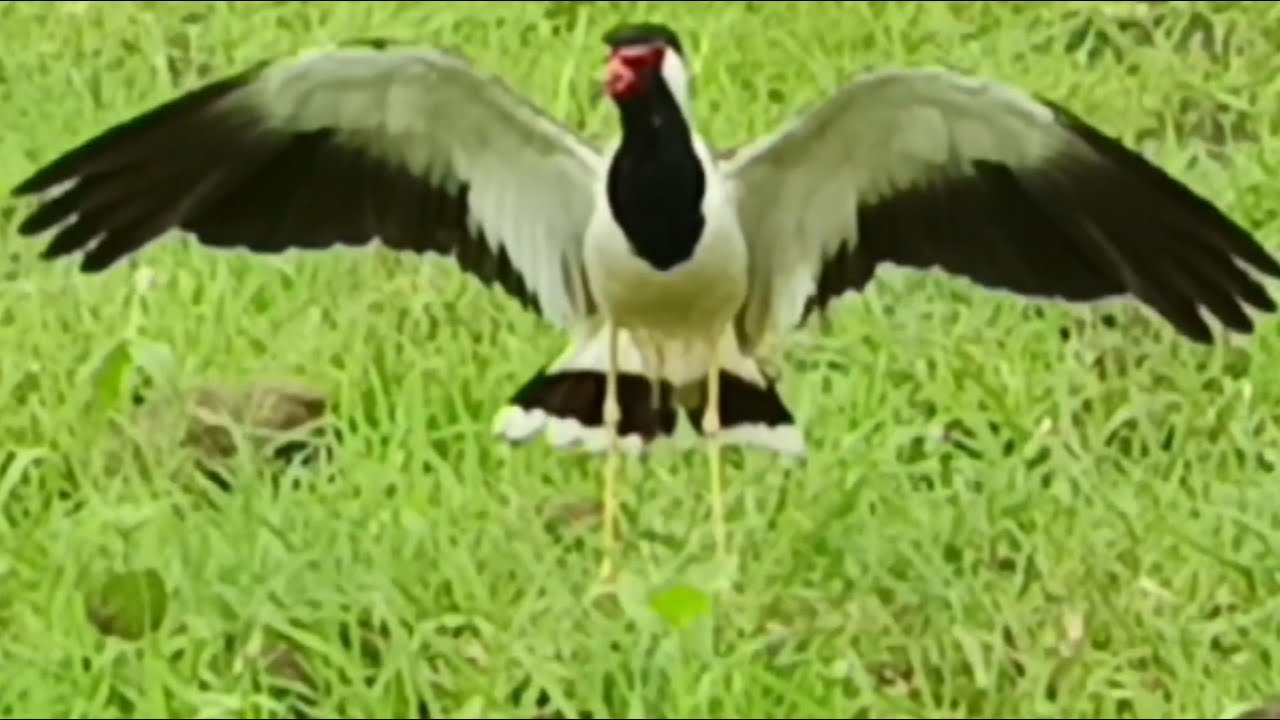 Tithari ki awaz || Red wattled lapwing bird sound || - YouTube