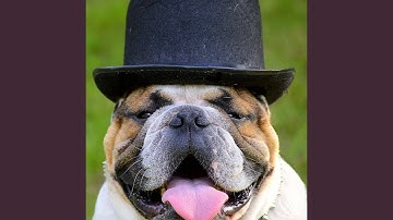 Pulsating Backdrops for Your Perfect Pooch