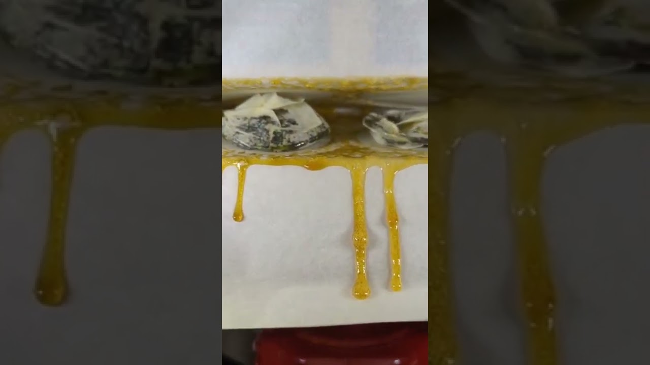 MAC grown by Quality Brothers, and turned into gold for a mmj patient today.  🔥🔥🔥 NFSOT