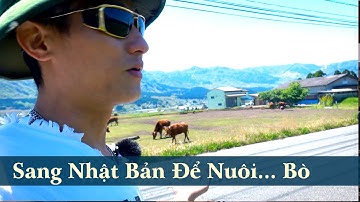 #4 Thực Tập Sinh Nông Nghiệp Chăn Nuôi Bò Ở Nhật Bản Có Gì Vui | Anh Nông Dân Family