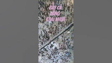 #425 Vào rừng bẫy cá thòi lòi bằng chai nhựa