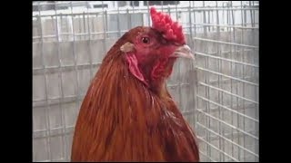 Cubalaya Wildfarbig-Zimtfarbig, Lipsia-Schau Leipzig 2017