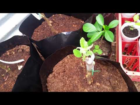 Bare root Apple