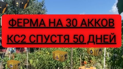 ФЕРМА НА 30 АККОВ КС2 СПУСТЯ 50 ДНЕЙ
