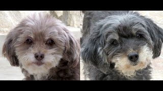 Zypernhunde Coco3 Und Muffin2