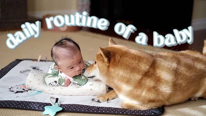 Video 8023361: blue lynx bicolor, baby cat dog